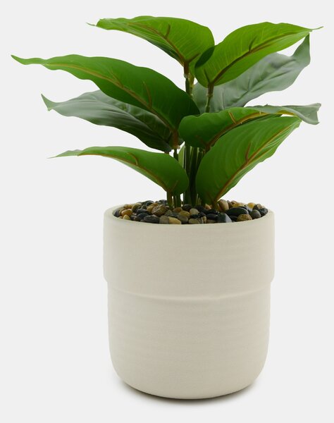 Sinsay - Decorative plant in a pot - zelená