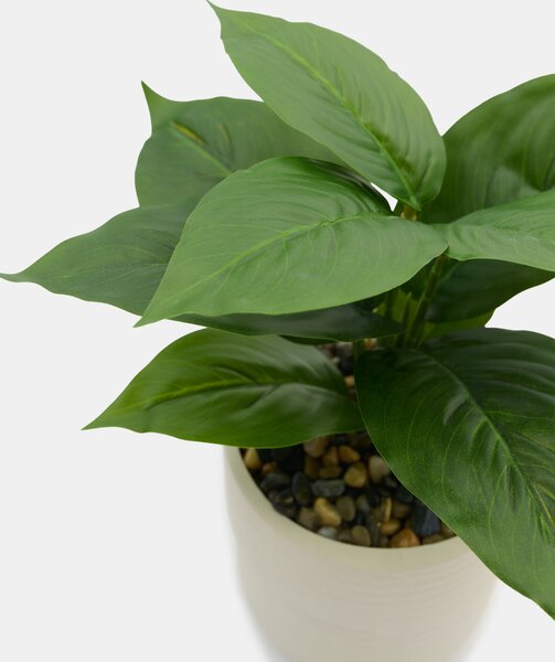 Sinsay - Decorative plant in a pot - zelená
