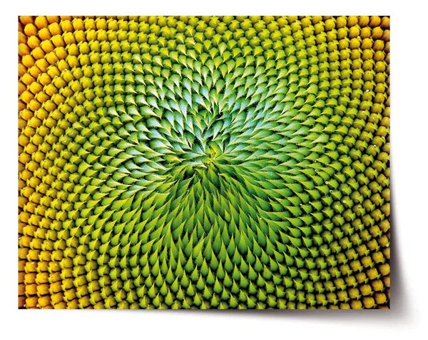 Sablio Plakát Detailní květ - 60x40 cm