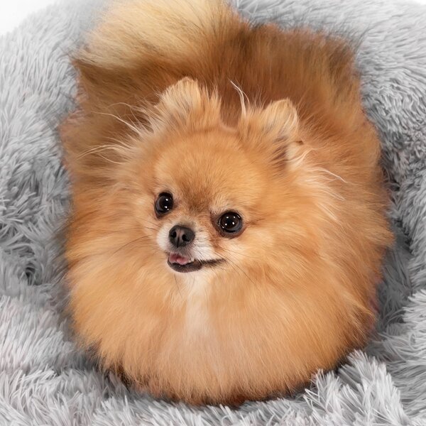 PuppyJoy Kulatý pelíšek pro psy a kočky PLUSH vel. L 100 cm světle šedý