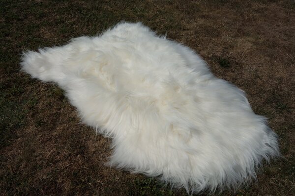 ARCTIC FUR Islandská ovčí kůže bílá 100% příroda
