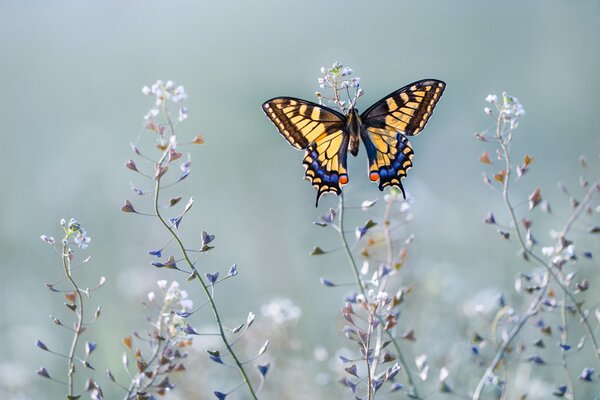 Umělecká fotografie Swallowtail beauty, Petar Sabol, (40 x 26.7 cm)