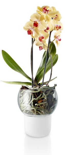 Samozavlažovací květináč na orchideje Frosted Big Eva Solo