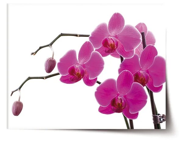 Sablio Plakát Fialové orchideje - 60x40 cm
