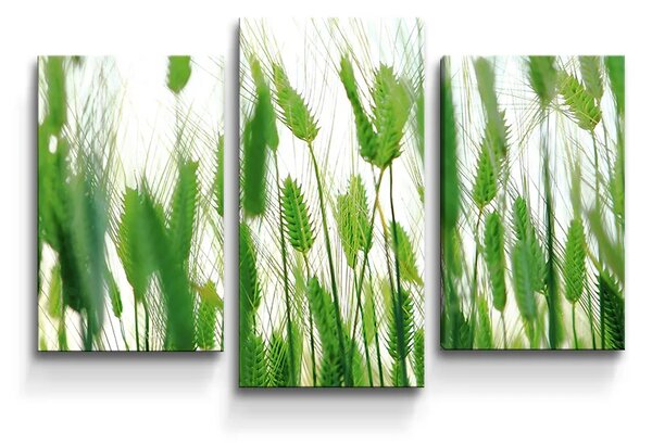 Sablio Obraz - 3-dílný Klasy - 75x50 cm