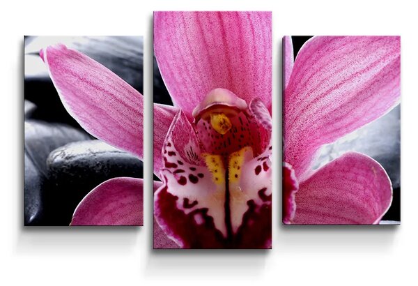 Sablio Obraz - 3-dílný Růžová orchidea - 75x50 cm