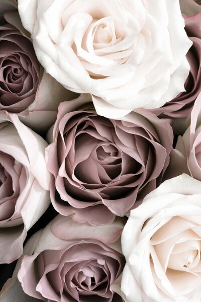 Fotografie Roses, Studio Collection