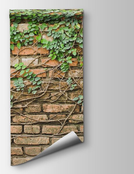 Fototapeta Cihlová zeď, na které roste břečťan, Fototapety s betonovou texturou, Populární fototapety, u53037 - Tapeko.co.cz