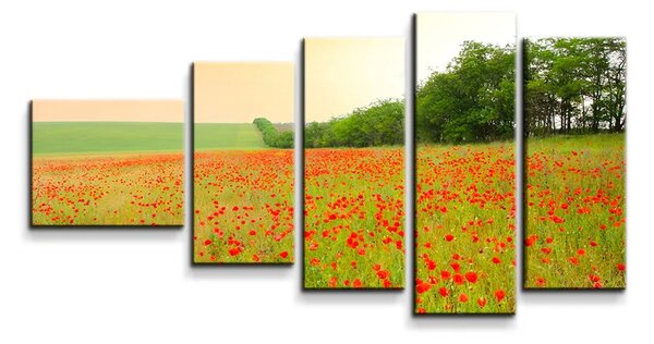 Sablio Obraz - 5-dílný Pole vlčích máků - 100x60 cm