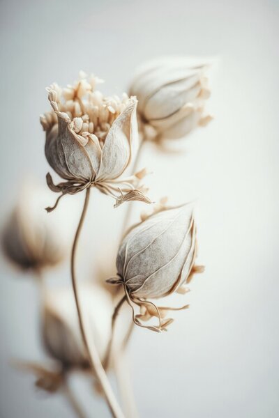 Fotografie Beige Felt Flowers, Treechild