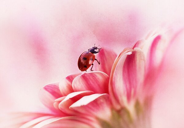 Ilustrace Ladybird on Gerbera, Ellen van Deelen