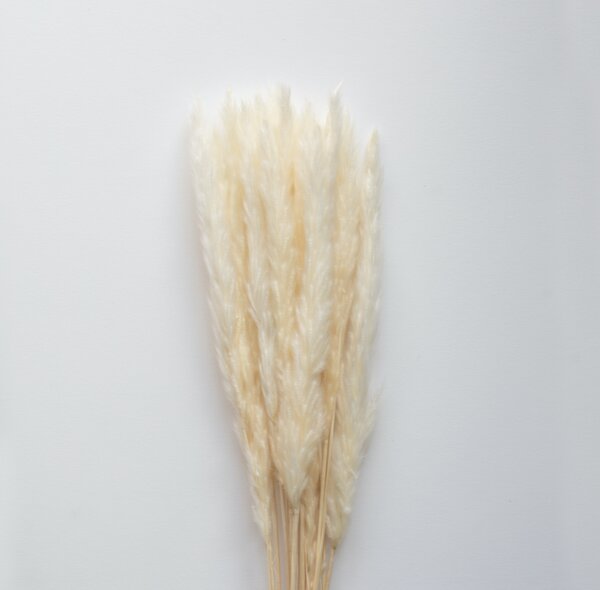 Sušené květiny Pampas White COOEE Design