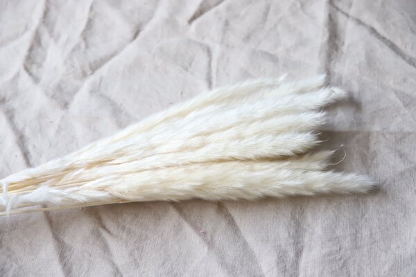 Sušené květiny Pampas White COOEE Design