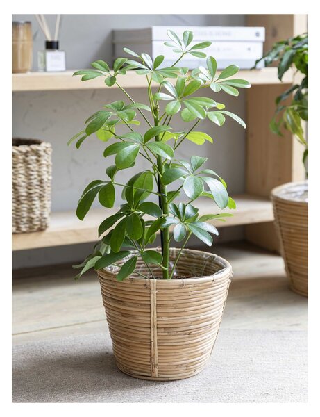 Ratanový obal na květináč Mayfield 20 cm Garden Trading
