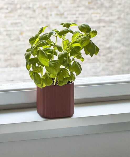 Květináč Facade Herb Dark Terracotta 11x11 cm HAY