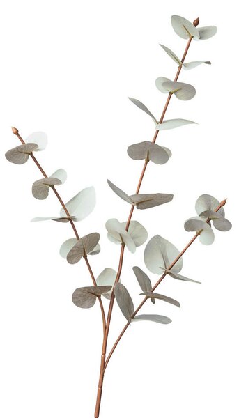 UMĚLÁ ROSTLINA eukalyptus/blahovičník 68 cm - Umělé rostliny