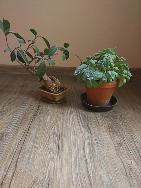 Vinyl Floor Forever Style Floor 2854 Jasan Rustik 3,34 m2