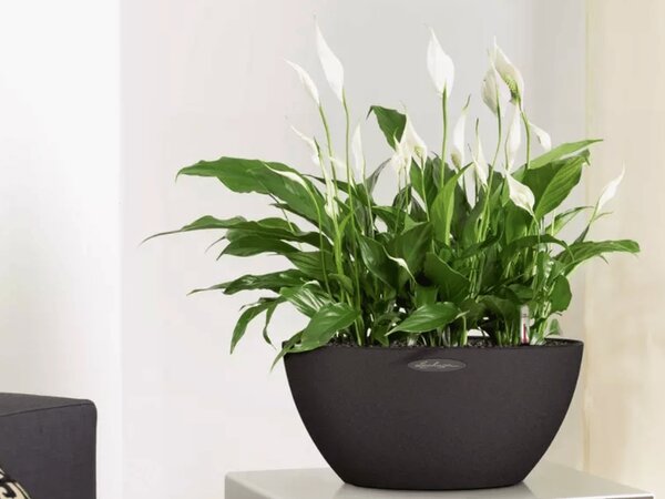 Samozavlažovací květináč Cubeto Stone průměr 30 cm, gratinová černá