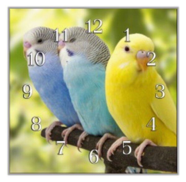 Nástěnné hodiny 30x30cm papoušek andulka - plexi