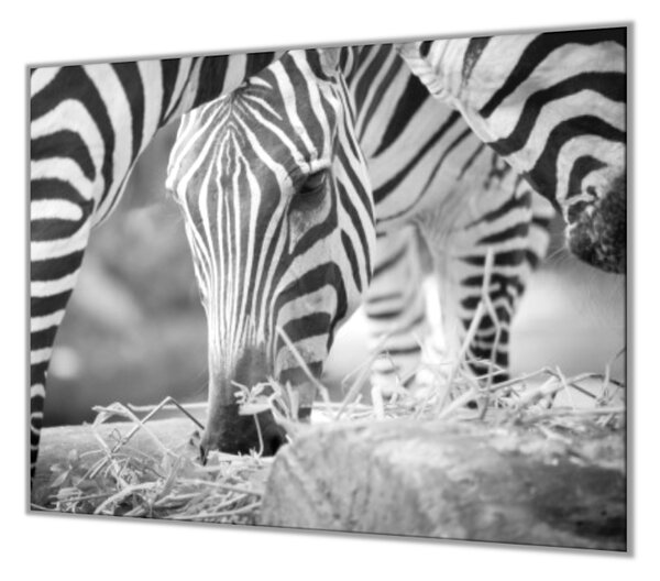 Ochranná deska s motivem černobílá zebra - 60x60cm / Bez lepení na zeď