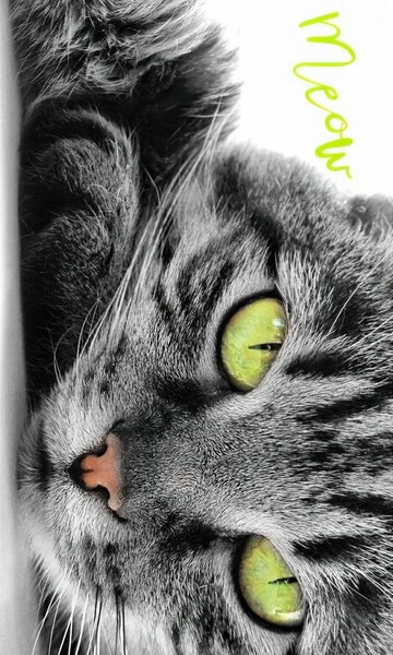 Carbotex dětský froté ručník KOCOUREK OSKAR, šedá, digitál, 30x50cm