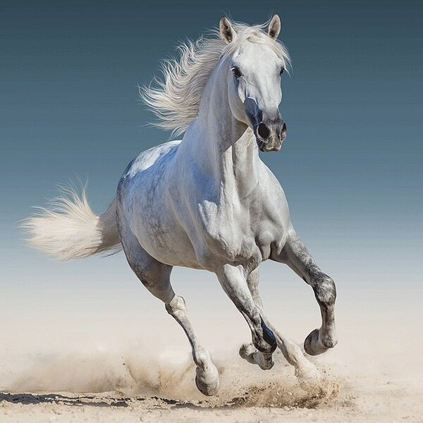 JERRY FABRICS Povlak na polštářek White horse Polyester 40x40 cm