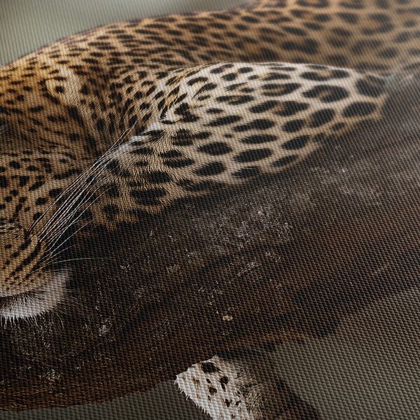 Obraz leopard odpočívající na stromě