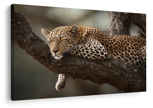 Obraz leopard odpočívající na stromě
