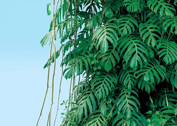 Fototapeta na míru Monstera | Vliesová fototapeta na zed' | DFT5P352389