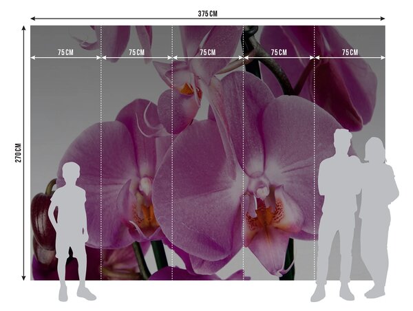 Fototapeta na míru Fialová Orchidej | Vliesová fototapeta na zed' | DFTNS2459