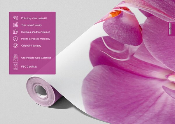 Fototapeta na míru Fialová Orchidej | Vliesová fototapeta na zed' | DFTNS2459