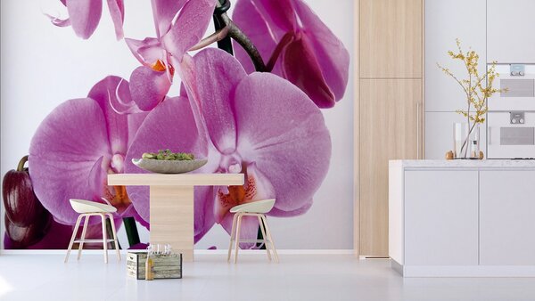 Fototapeta na míru Fialová Orchidej | Vliesová fototapeta na zed' | DFTNS2459