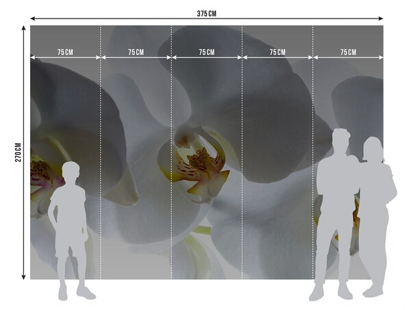 Fototapeta na míru Bílá Orchidej | Vliesová fototapeta na zed' | DFTNXXL0466