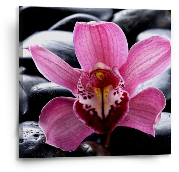 Sablio Obraz Růžová orchidea - 50x50 cm