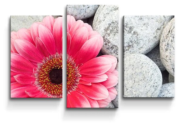 Sablio Obraz - 3-dílný Gerbera na kamenech - 75x50 cm
