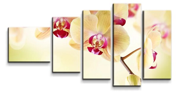 Sablio Obraz - 5-dílný Orchidej 2 - 100x60 cm