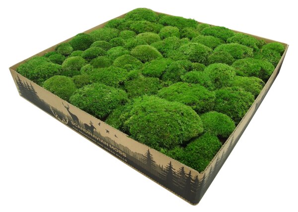 Stabilizovaný kopečkový mech sytě zelený 0,1m²