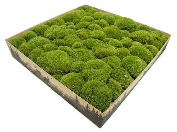 Stabilizovaný kopečkový mech světlezelený 0,1m²