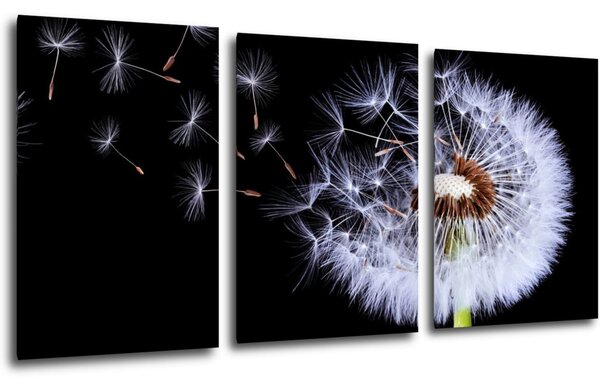 Impresi Obraz Pampeliška na černém pozadí - 120 x 60 cm (3 dílný)