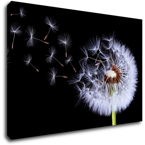 Impresi Obraz Pampeliška na černém pozadí - 60 x 40 cm