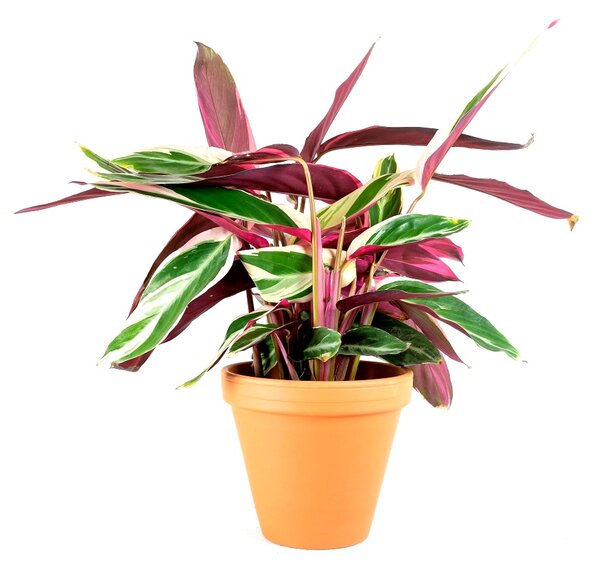Stromanthe Triostar, průměr 14 cm Stromante