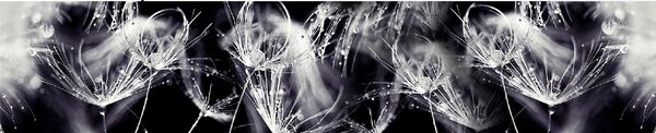 Kuchyňský panel ABS plast Dandelions BW 3000x600mm 1,5mm