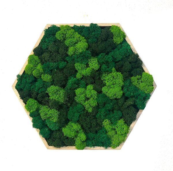Mechový obraz - Hexagon - mix Velikost rámu: 21cm (v nejširším bodě)