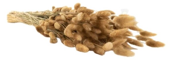 Sušené květiny Lagurus – natural
