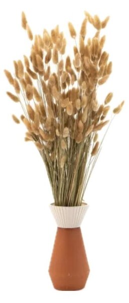 Sušené květiny Lagurus – natural