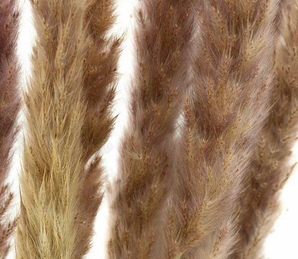 Sušené květiny Pampas – natural fialová Kus: 1