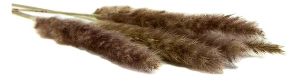 Sušené květiny Pampas – natural fialová Kus: 1