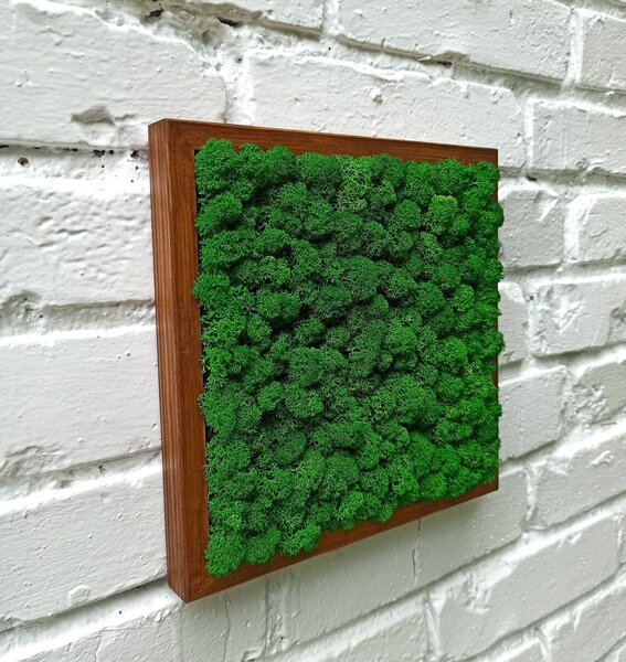 Mechový obraz - LIŠ Druh rámu: 50x30cm