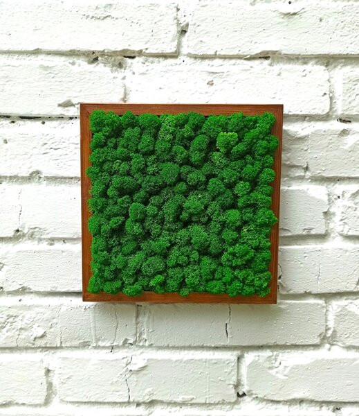 Mechový obraz - LIŠ Druh rámu: 50x30cm