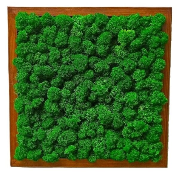 Mechový obraz - LIŠ Druh rámu: 50x30cm